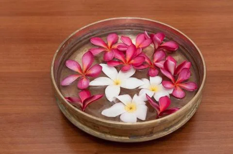 Frangipani Stock Photos