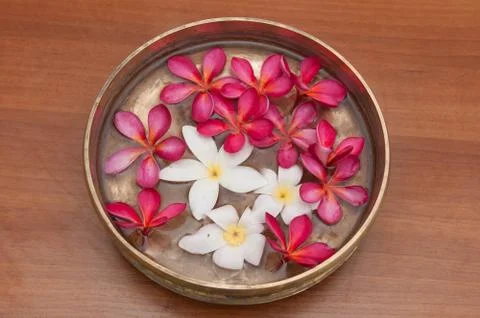 Frangipani Stock Photos