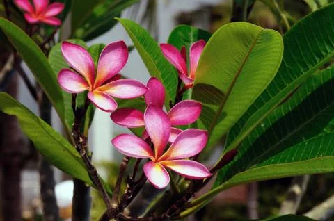 Frangipani Stock Photos