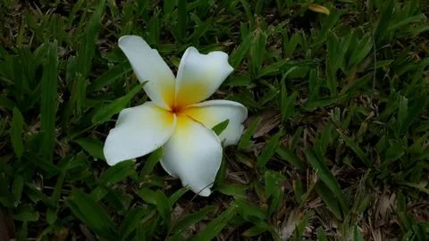 Frangipani Stock Photos