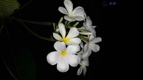 Frangipani Stock Photos