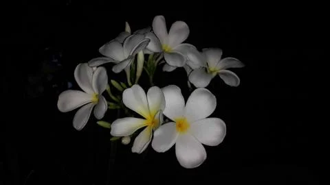 Frangipani Stock Photos