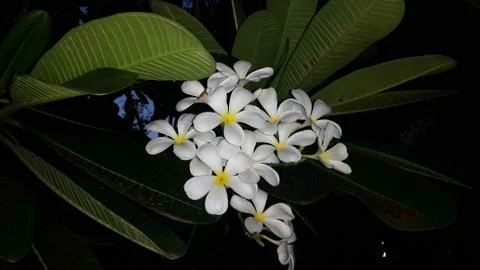 Frangipani Stock Photos