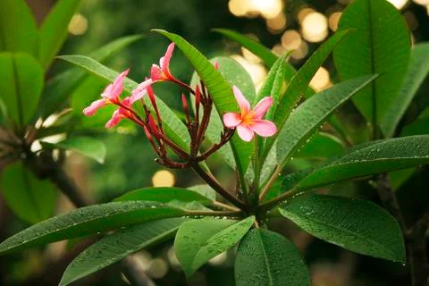 Frangipani Stock Photos