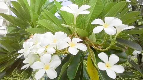 Frangipani Stock Photos