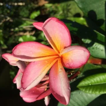 Frangipani Stock Photos