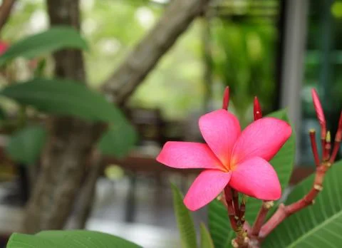 Frangipani Stock Photos