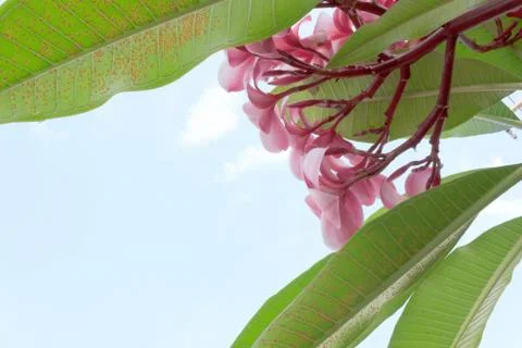 Frangipani Stock Photos