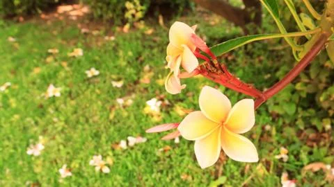 Frangipani Stock Photos