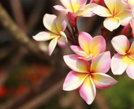 Frangipani Stock Photos
