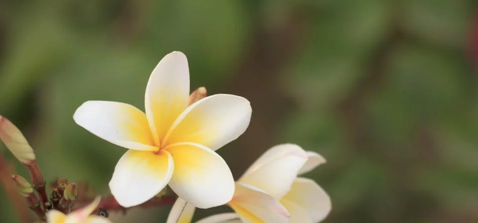 Frangipani Stock Photos