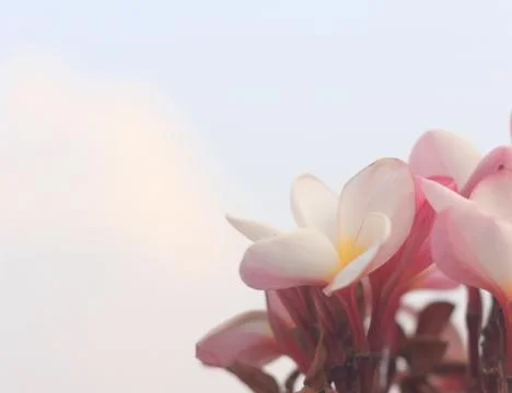 Frangipani Stock Photos