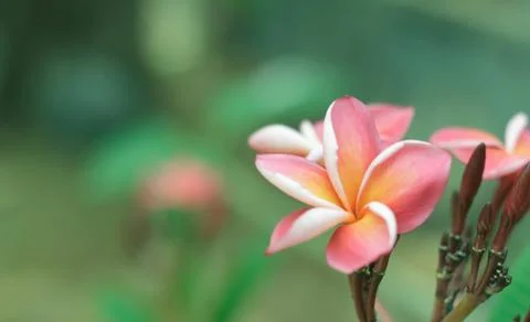 Frangipani Stock Photos