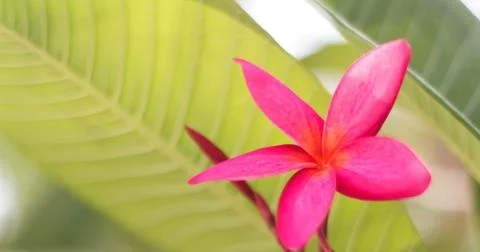 Frangipani Stock Photos
