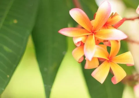 Frangipani Stock Photos