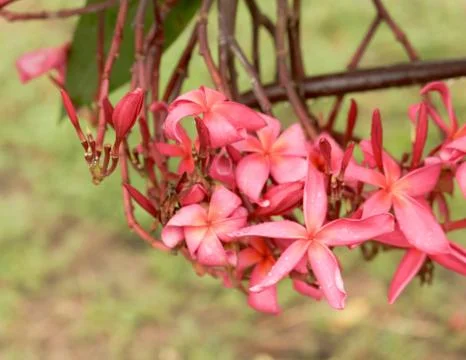 Frangipani Stock Photos