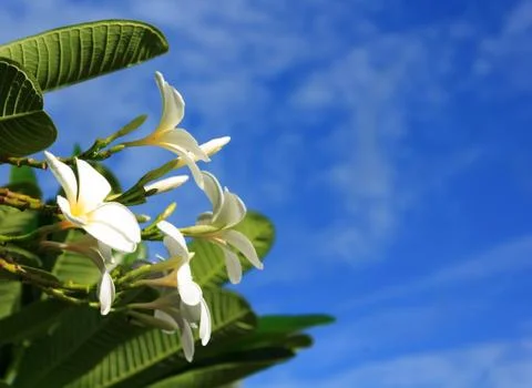 Frangipani Stock Photos