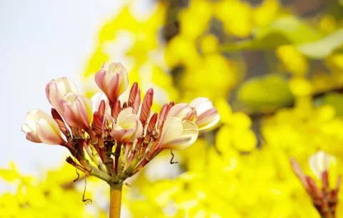 Frangipani Stock Photos