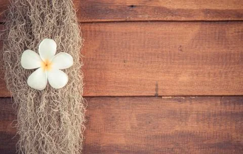 Frangipani Stock Photos