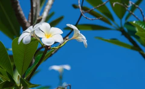 Frangipani Stock Photos