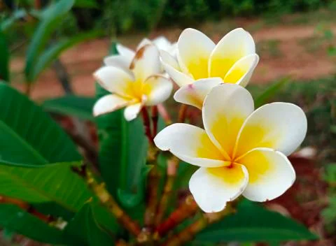 FRANGIPANI Stock Photos