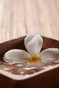 Frangipani Stock Photos