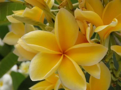 Frangipani Stock Photos
