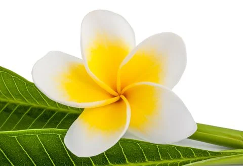 Frangipani Stock Photos