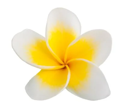 Frangipani Stock Photos
