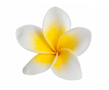 Frangipani Stock Photos