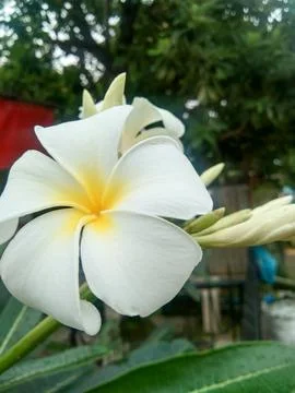 Frangipani Stock Photos