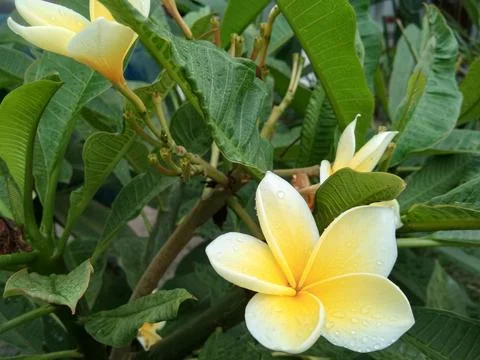 Frangipani Stock Photos