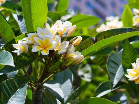 Frangipani Stock Photos