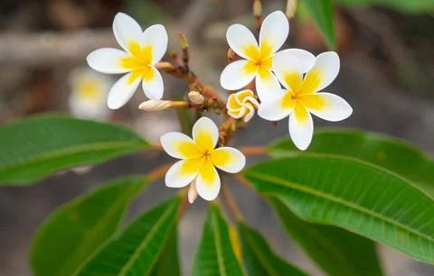 Frangipani Stock Photos