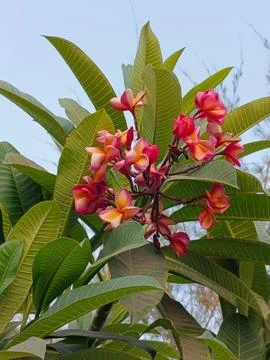 Frangipani Stock Photos