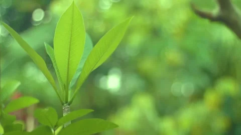 Frangipani plants that are buffeted by the wind. Stock Footage 235404916