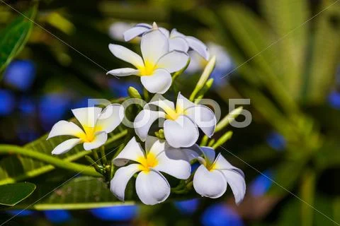 Frangipani (Plumeria) flower - symbol of Bali Indonesia Stock Photos