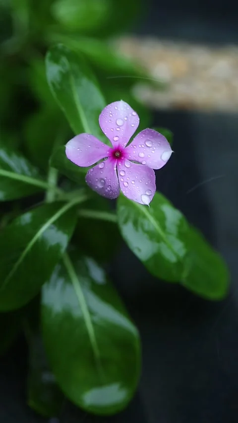 Frangipani is shaking in the rain Video stock 169031627