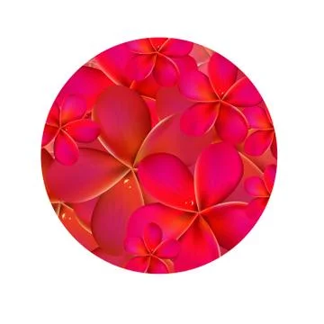 Frangipani shere Stock Illustration