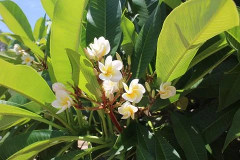 Frangipani tree in bloom Stock Photos