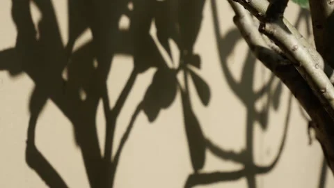 Frangipani Tree Branch with Cascading Leaf Shadows Stock Footage 345549509
