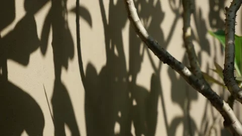 Frangipani Tree Branch with Cascading Leaf Shadows Stock Footage 345549516