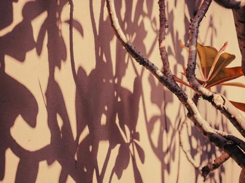 Frangipani Tree Branch with Cascading Leaf Shadows on Warm Toned Wall Stock Photos