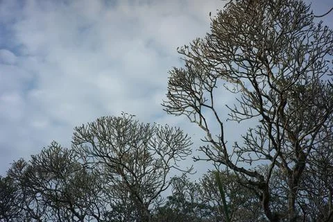 Frangipani tree branches against a cloudy sky backdrop. fresh morning natural Stock Photos