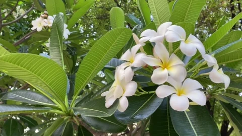 Frangipani tree close-up with white yellow flowers and thick green leaves Stock Footage 312855391