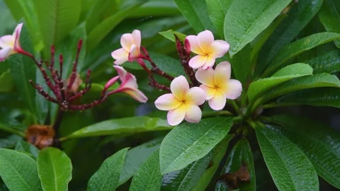 Frangipani tree flowers during the rain Stock Footage 250726695