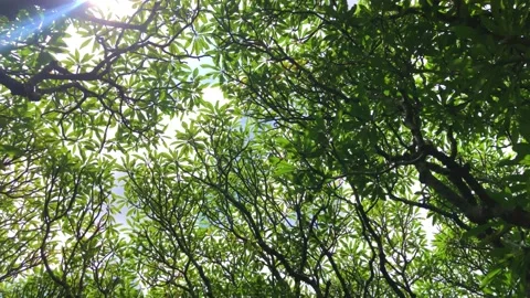 Frangipani tree Stock Footage 231284206