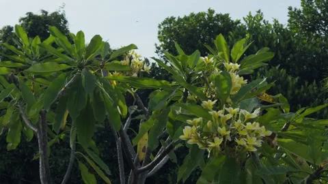 Frangipani Tree with Jackfruit and Mango Trees in Tropical Garden Stock Footage 333553918