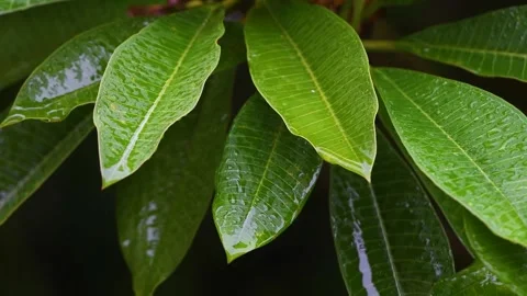 Frangipani tree leaves during the rain Stock Footage 250726688