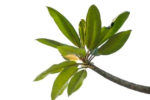 Frangipani tree Fotos de archivo